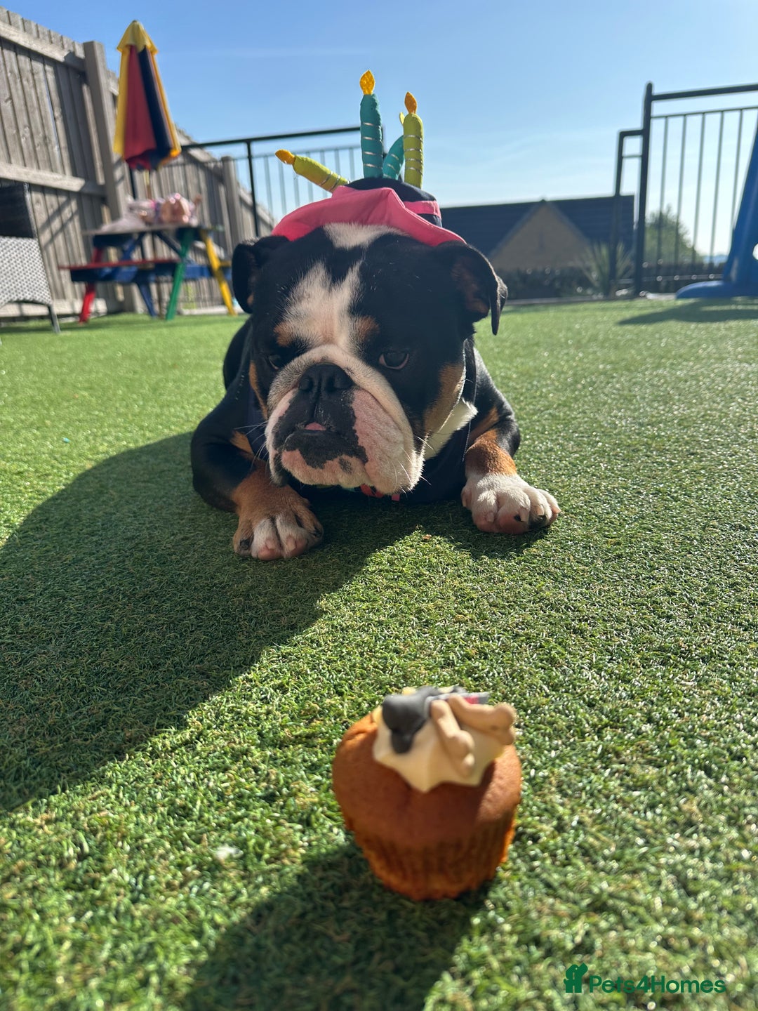 English Bulldog dogs for sale: Tri Black English Bulldog for sale - Advert 2