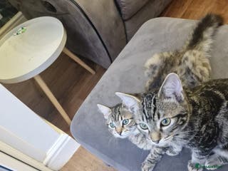 Mixed Breed cats 2 Kittens - Advert 5