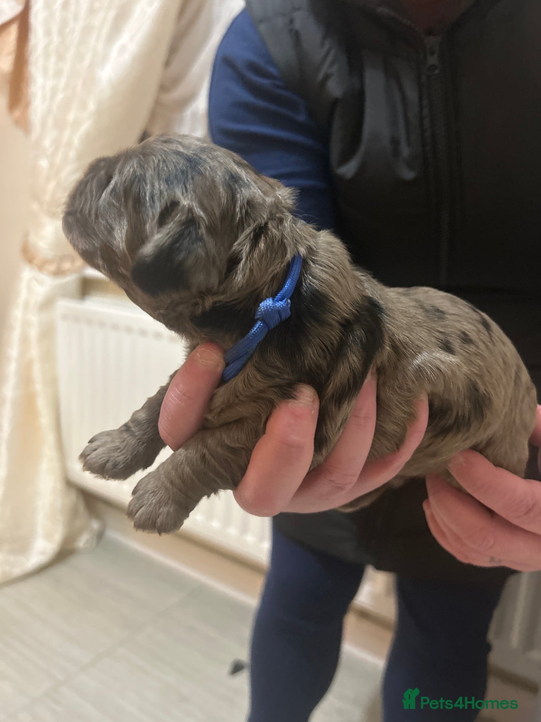 Cockapoo dogs for sale: Cockerpoo puppies  - Image 4
