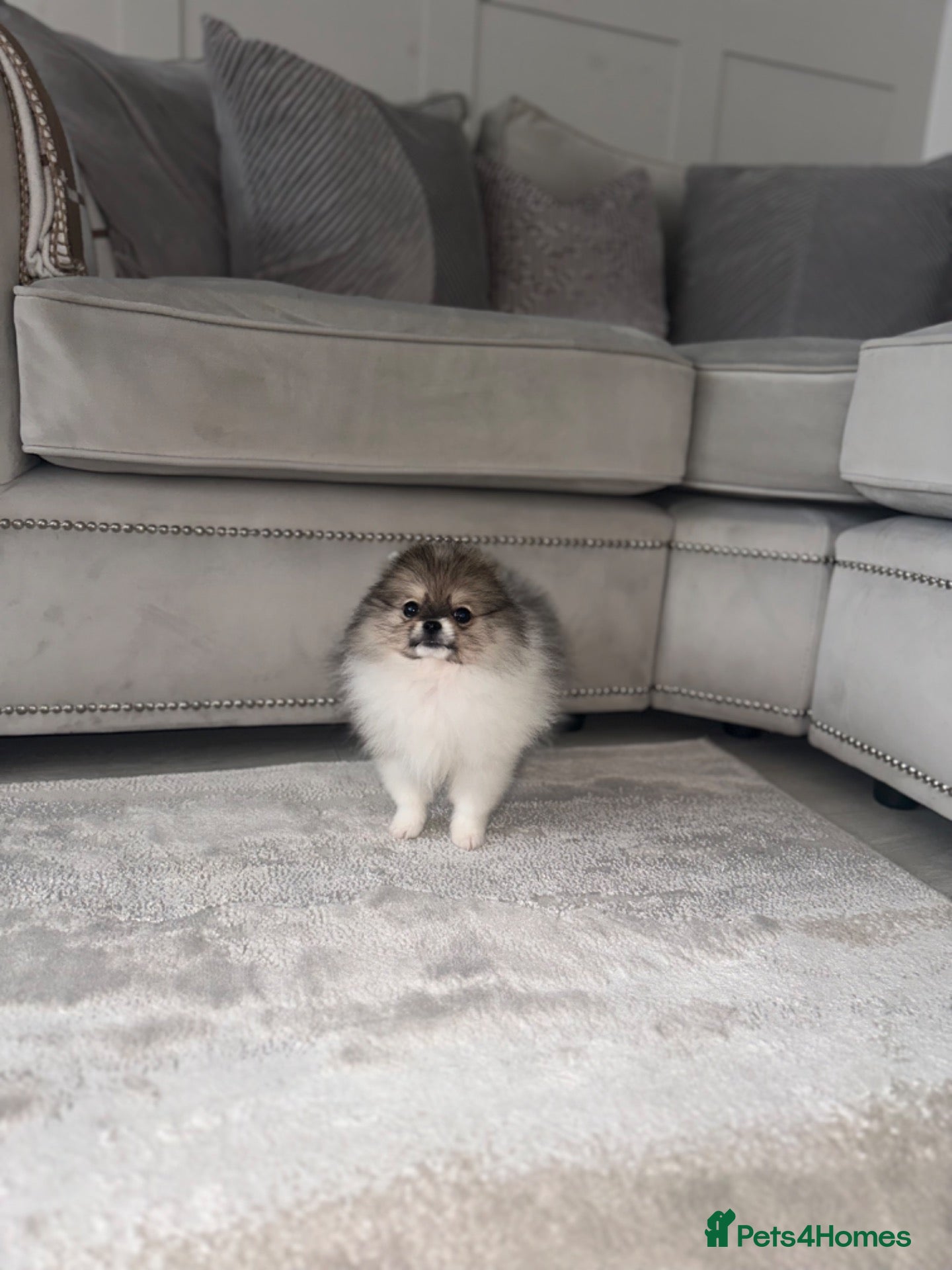 Pomeranian dogs for sale: Double coated true to type Pomeranians  - Advert 2