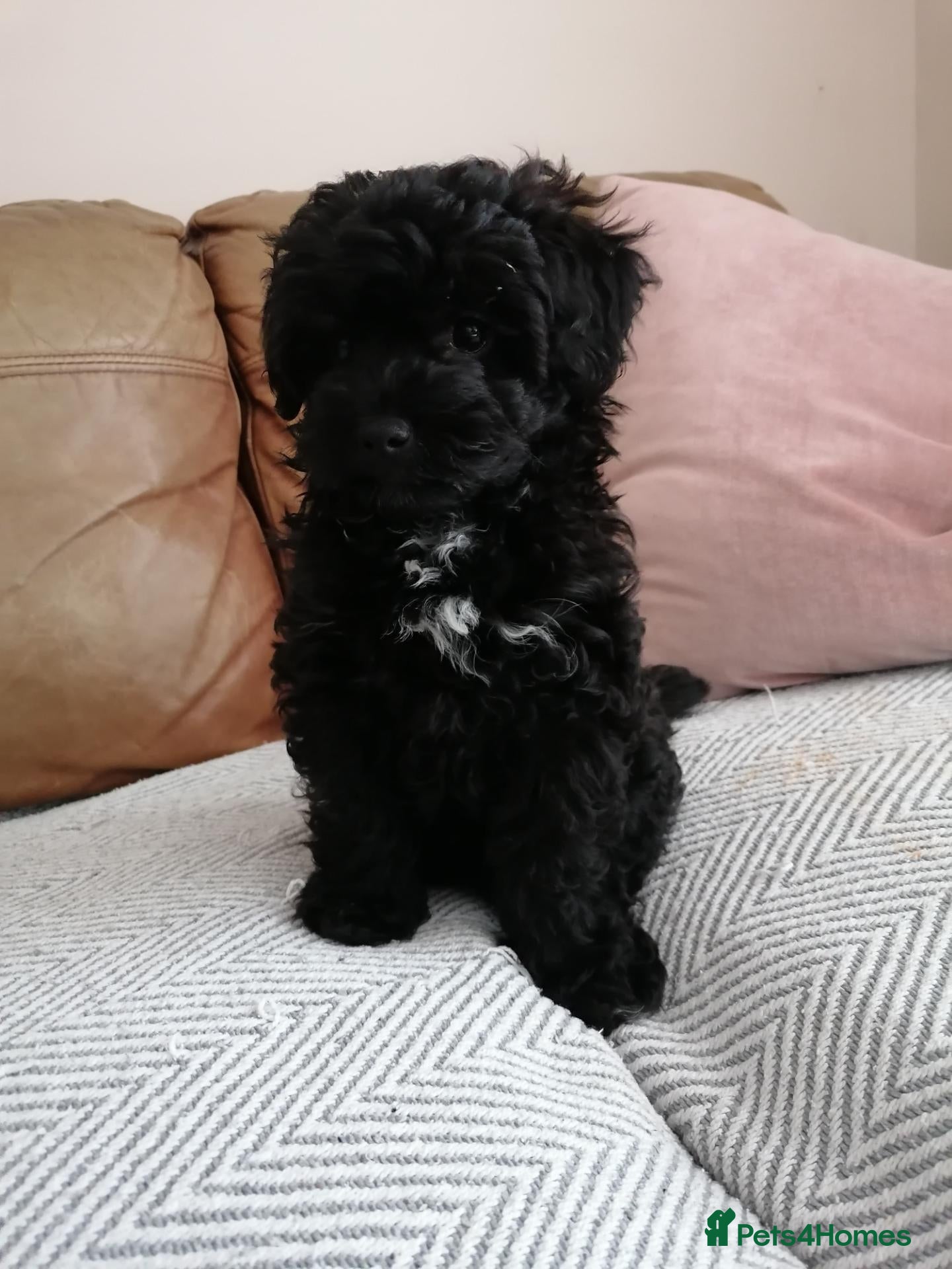 Toy Poodle dogs 3/4 Toy Poodle 1/4 Maltese Puppies - Advert 15