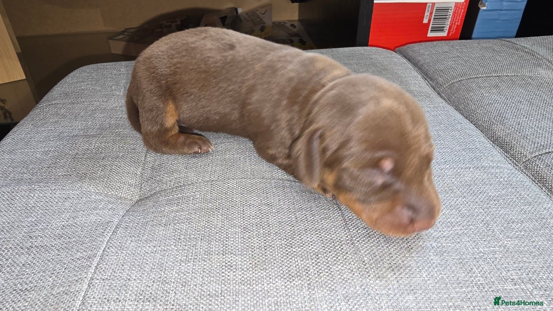 Dachshund dogs for sale: Mini dashhound  - Advert 10