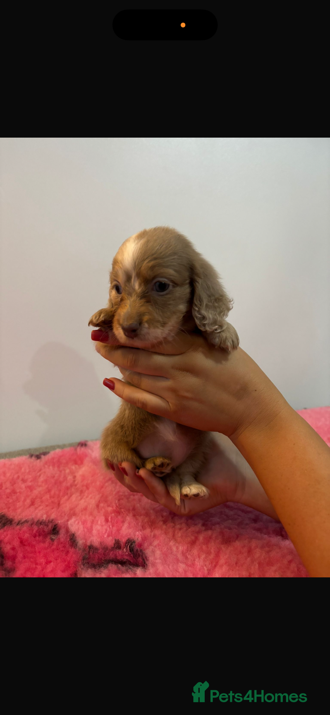 Miniature Dachshund dogs for sale: Kc registered miniature dachshunds - Advert 20