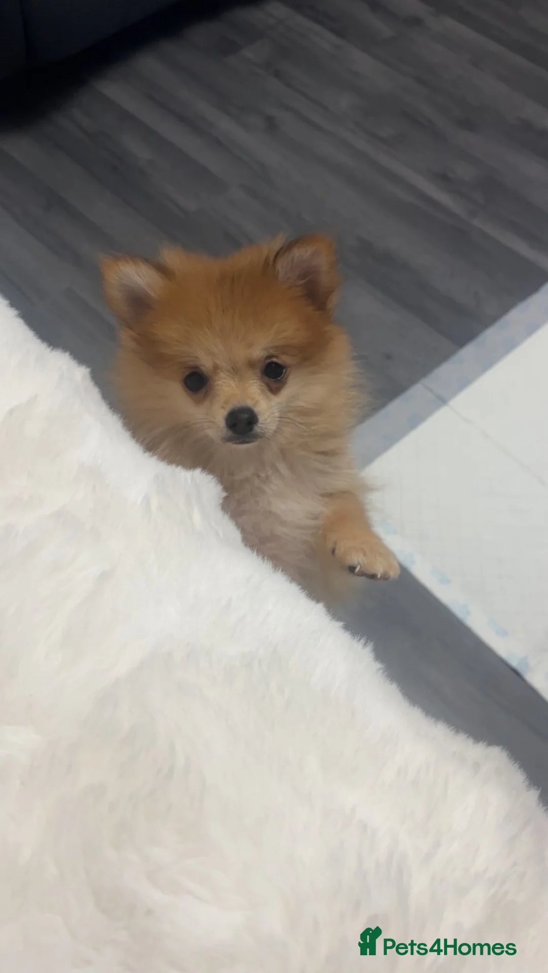 Pomeranian dogs for sale: Pomeranian female  - Advert 4