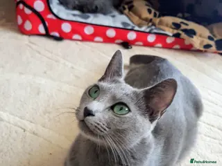 Russian Blue cats TICA reg full pedigree RUSSIAN BLUE kittens - Advert 5