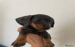 Dachshund dogs for sale: Miniature dachshunds  - Image 17