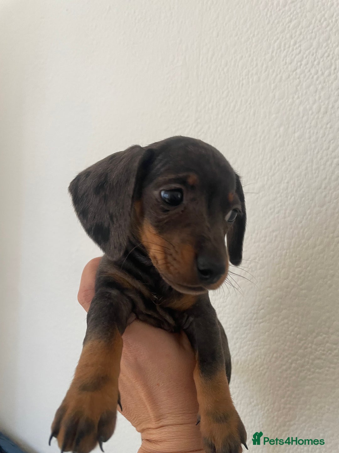 Dachshund dogs for sale: Miniature dachshunds  - Image 17