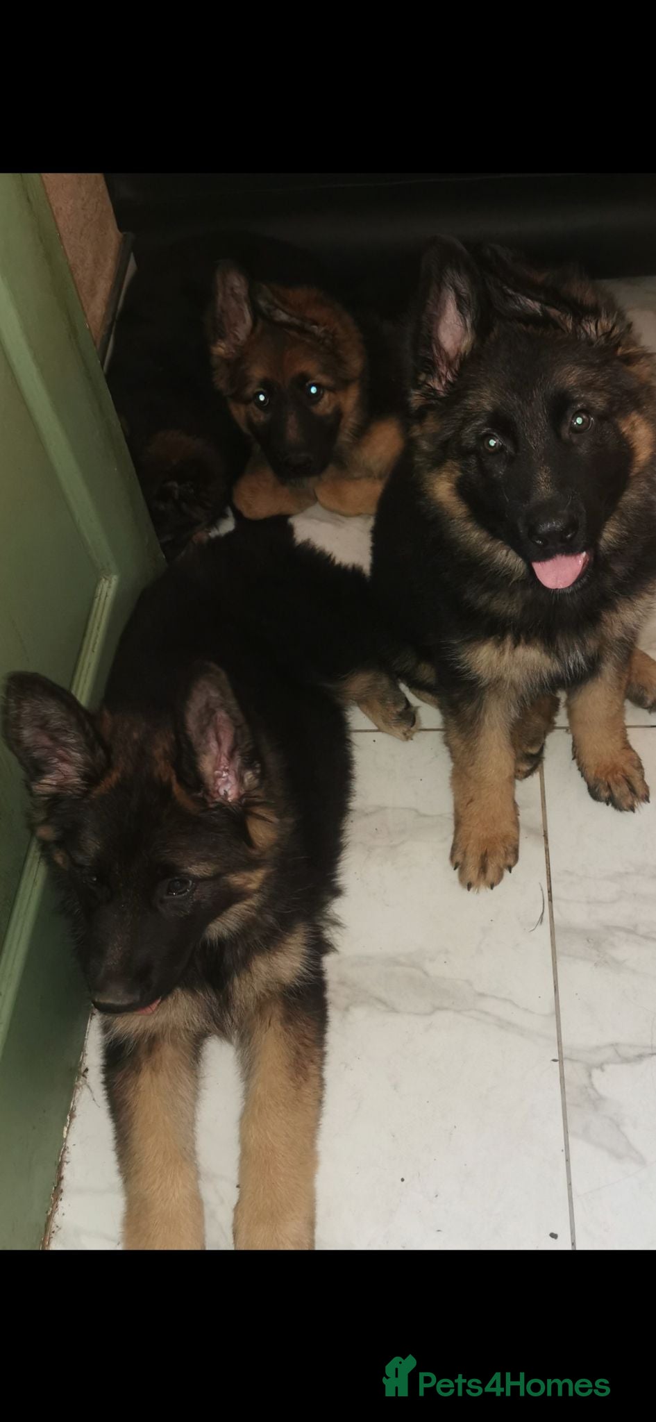 German Shepherd dogs German shepherd puppies - Advert 6