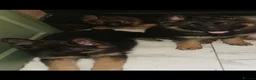 German Shepherd dogs for sale: German shepherd puppies - Advert 4