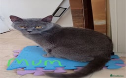 British Shorthair cats for sale: 4 British short hair lilac girls 1 choch torte boy - Image 2