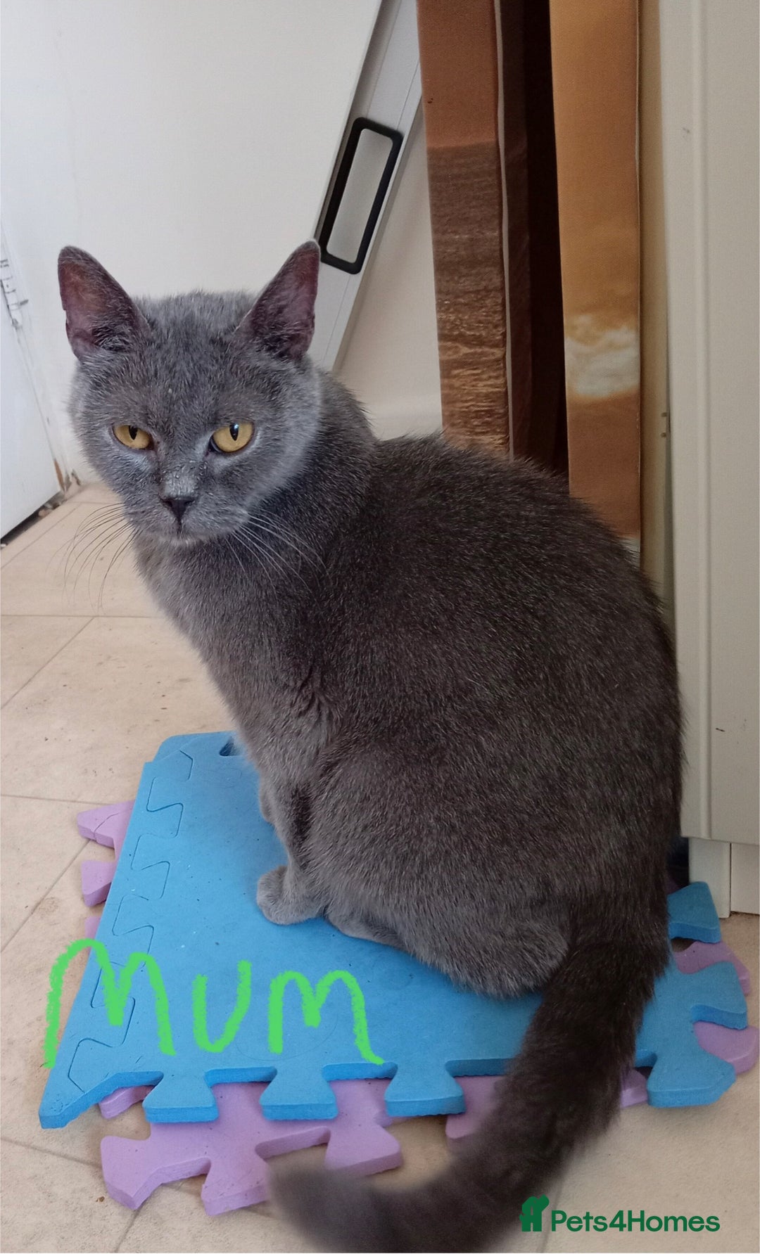 British Shorthair cats for sale: 4 British short hair lilac girls 1 choch torte boy - Image 2