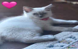 Ragdoll cats for sale: Ragdoll kittens one girl available  - Image 2