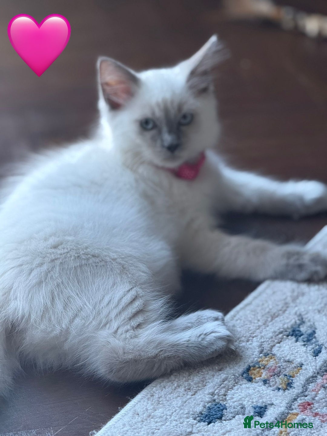 Ragdoll cats for sale: Ragdoll kittens one girl available  - Image 2