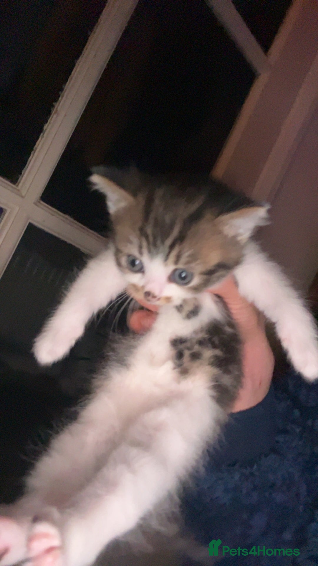 Mixed Breed cats for sale: kitten - Advert 3