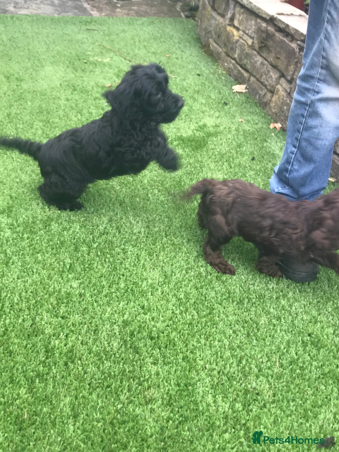 Cockapoo dogs for sale: F1 cockapoo puppies registered breeder - Image 6