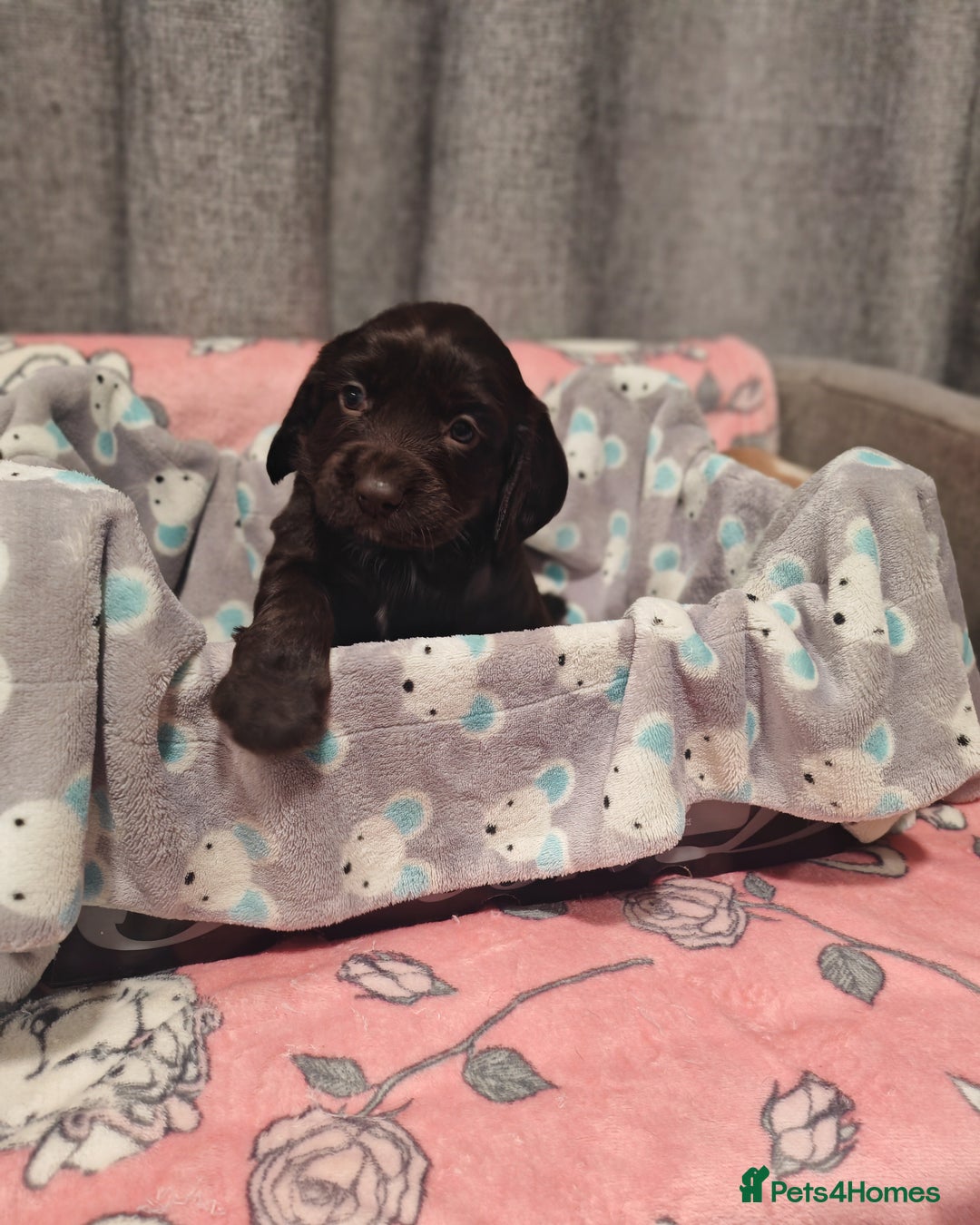 Cocker Spaniel dogs for sale: Pure Working Cocker Spaniel Puppies - Advert 13