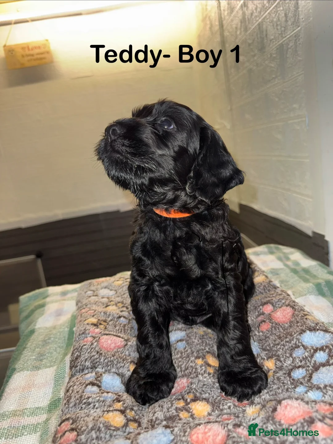 Cockapoo dogs for sale: Beautiful Black Cockapoo F1B pups in Kilmarnock - Advert 1