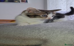 Mixed Breed cats for sale: Kittens looking for a forever home 🏡  - Image 7