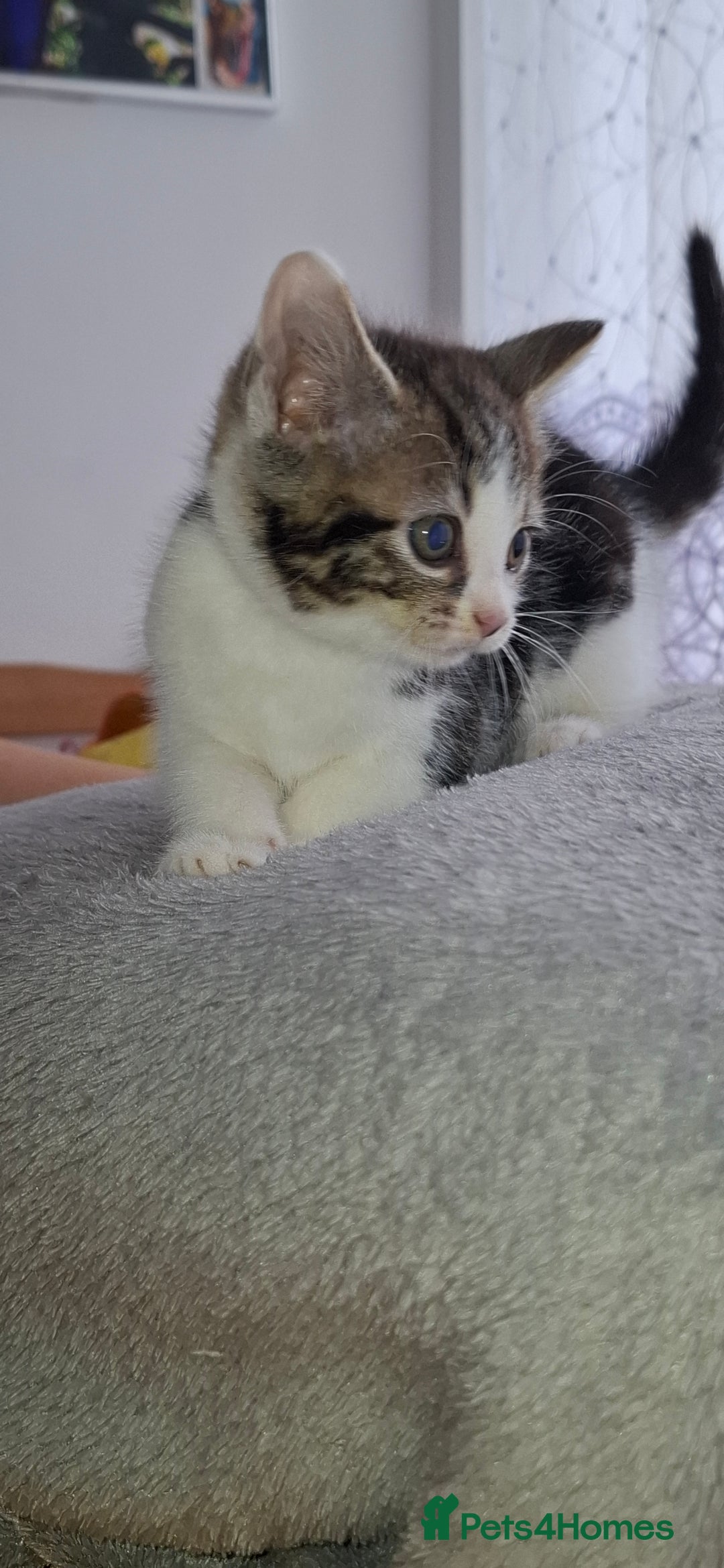 Mixed Breed cats for sale: Kittens looking for a forever home 🏡  - Image 7