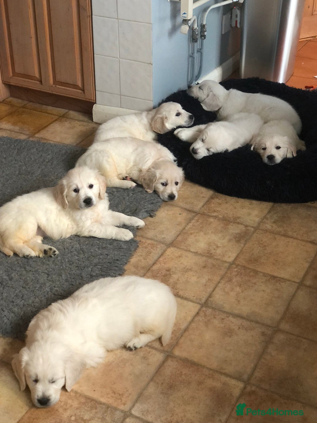 Golden Retriever dogs for sale: Chunky, cream pups - Advert 23