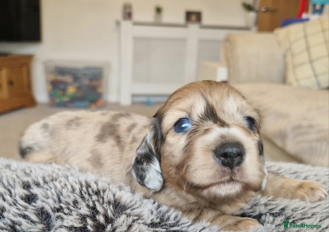 Miniature Dachshund dogs for sale: Long hair minature dachshunds - Image 21