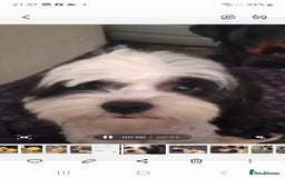 Shihpoo dogs for sale: Shipoo puppies - Image 7