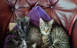 Ragdoll cats for sale: Ragdoll x tabby - Image 1
