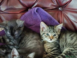 Ragdoll cats - Advert 8