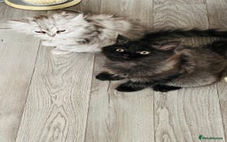 Persian cats for sale: Persian chinchilla kittens  - Image 2