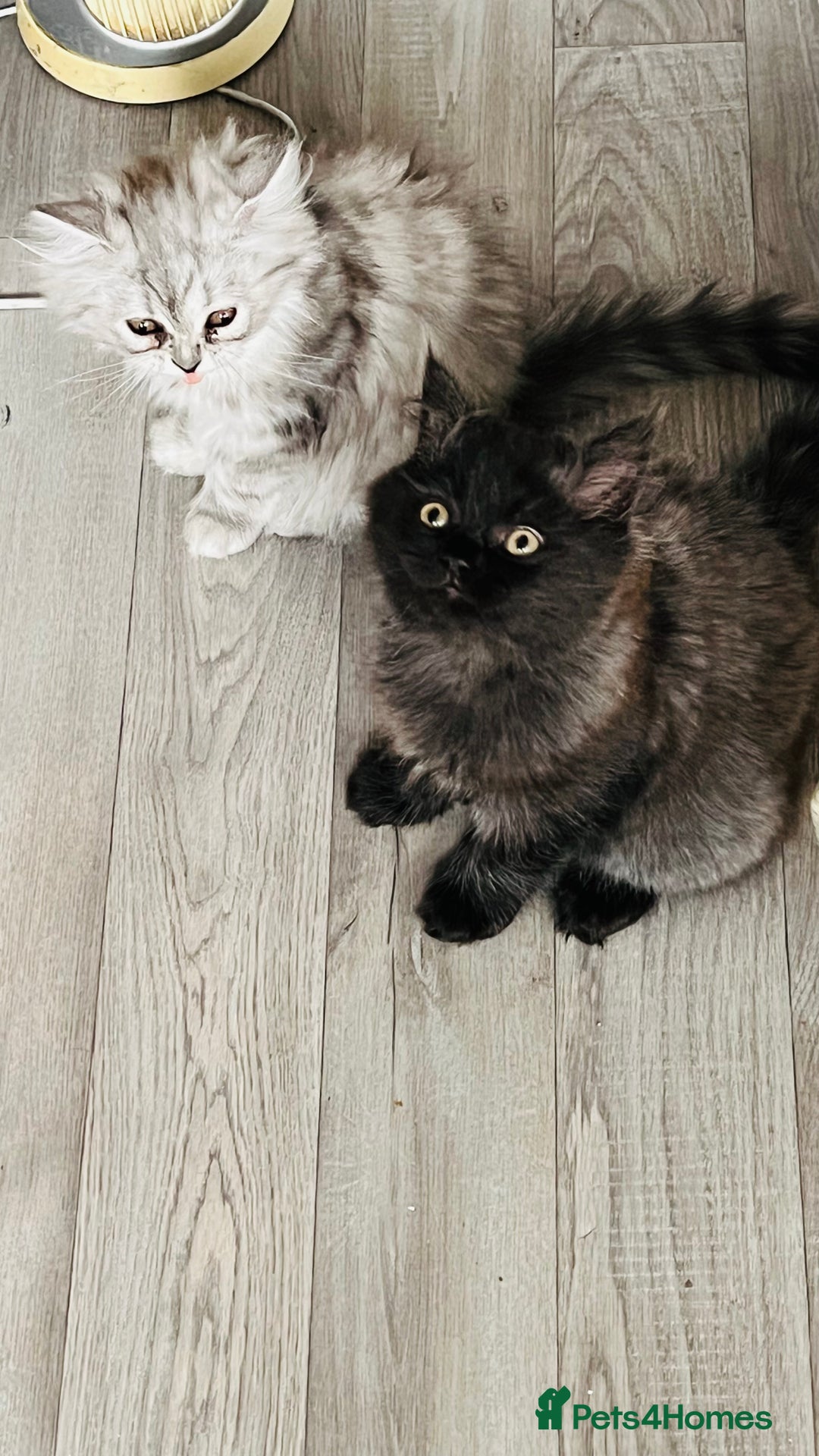 Persian cats for sale: Persian chinchilla kittens  - Image 2