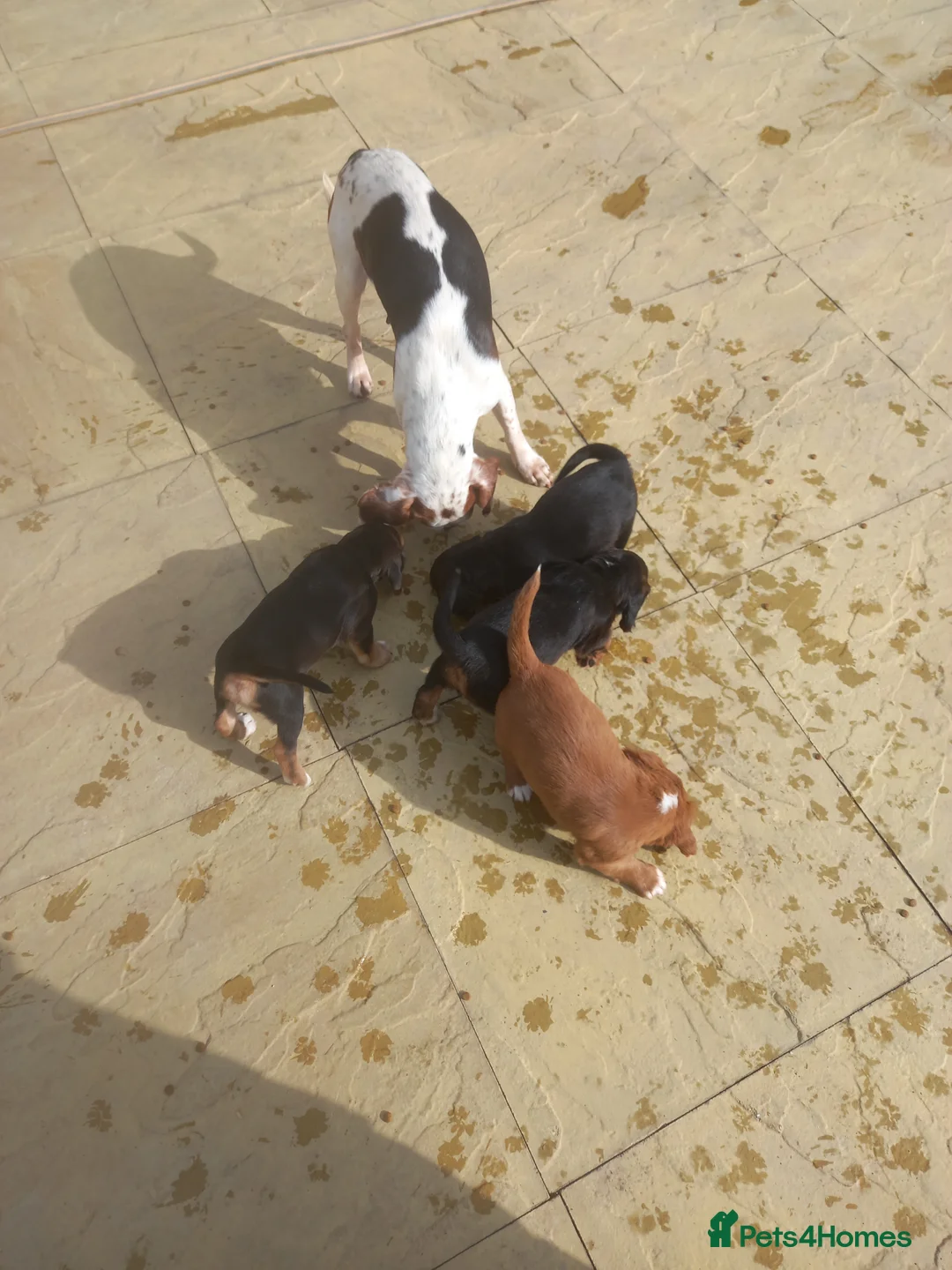 Beagle dogs for sale: Beagle x cocker spaniel puppies  - Advert 11