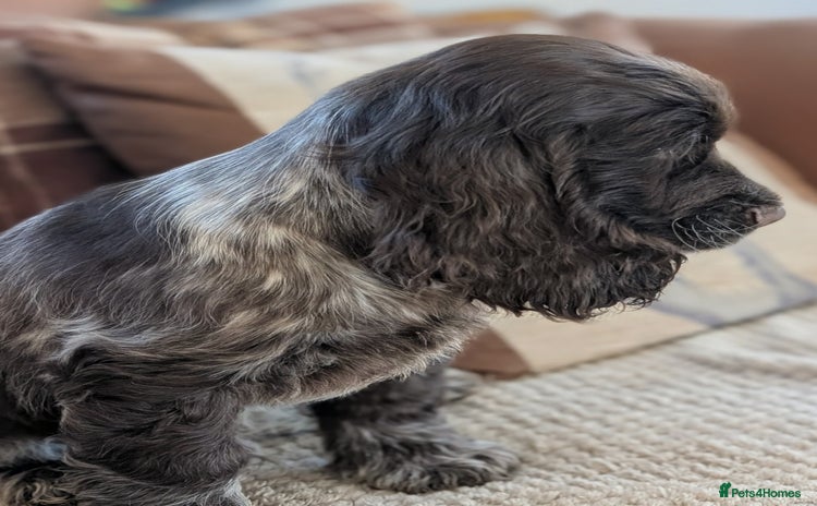 Cocker Spaniel dogs KC Registered Show type cocker spaniels. - Advert 16