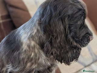 Cocker Spaniel dogs KC Registered Show type cocker spaniels. - Advert 5