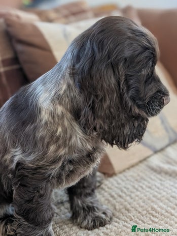 Cocker Spaniel dogs KC Registered Show type cocker spaniels. - Advert 16