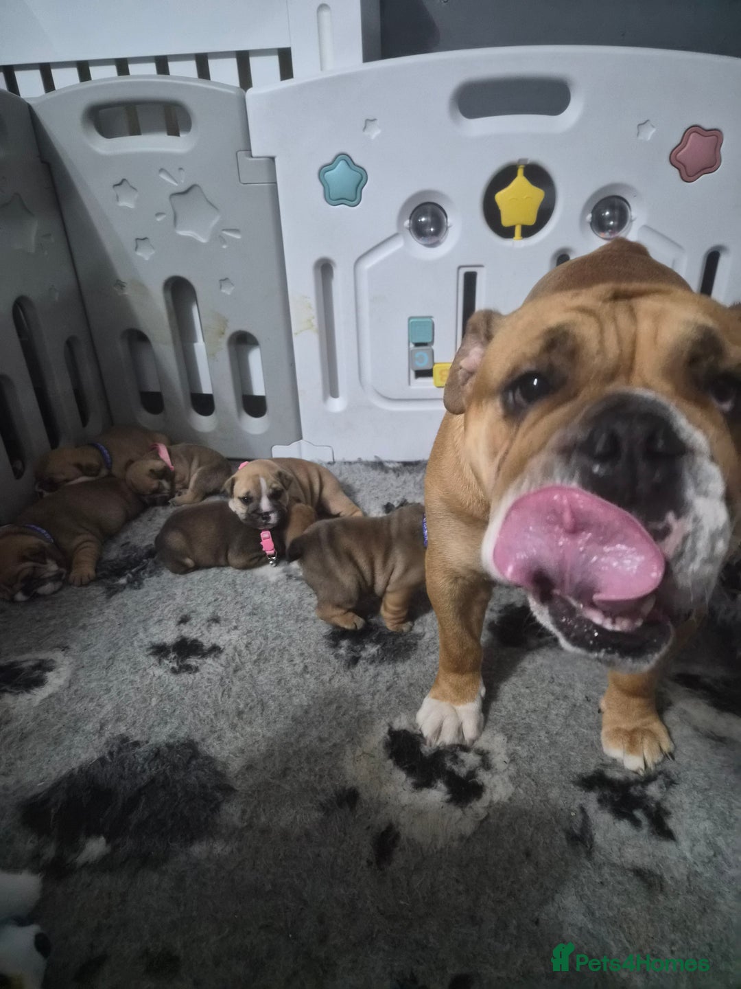 English Bulldog dogs for sale: English bulldog puppies  - Advert 2