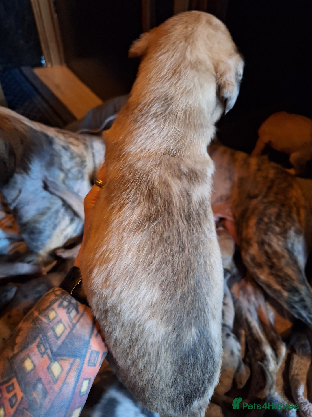 Lurcher dogs for sale: Really Now saluki Lurcher  - Advert 35