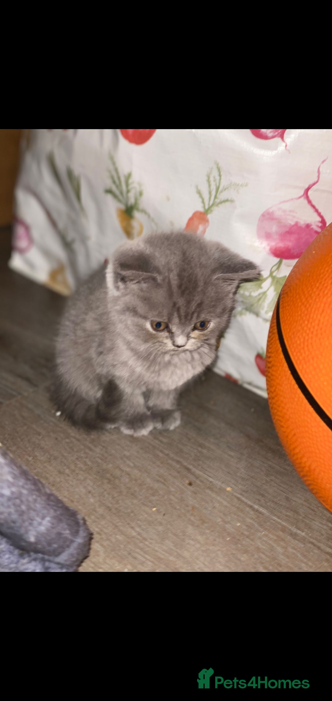 British Shorthair cats for sale: Beautiful Blue British Shorthair Kittens - Image 5