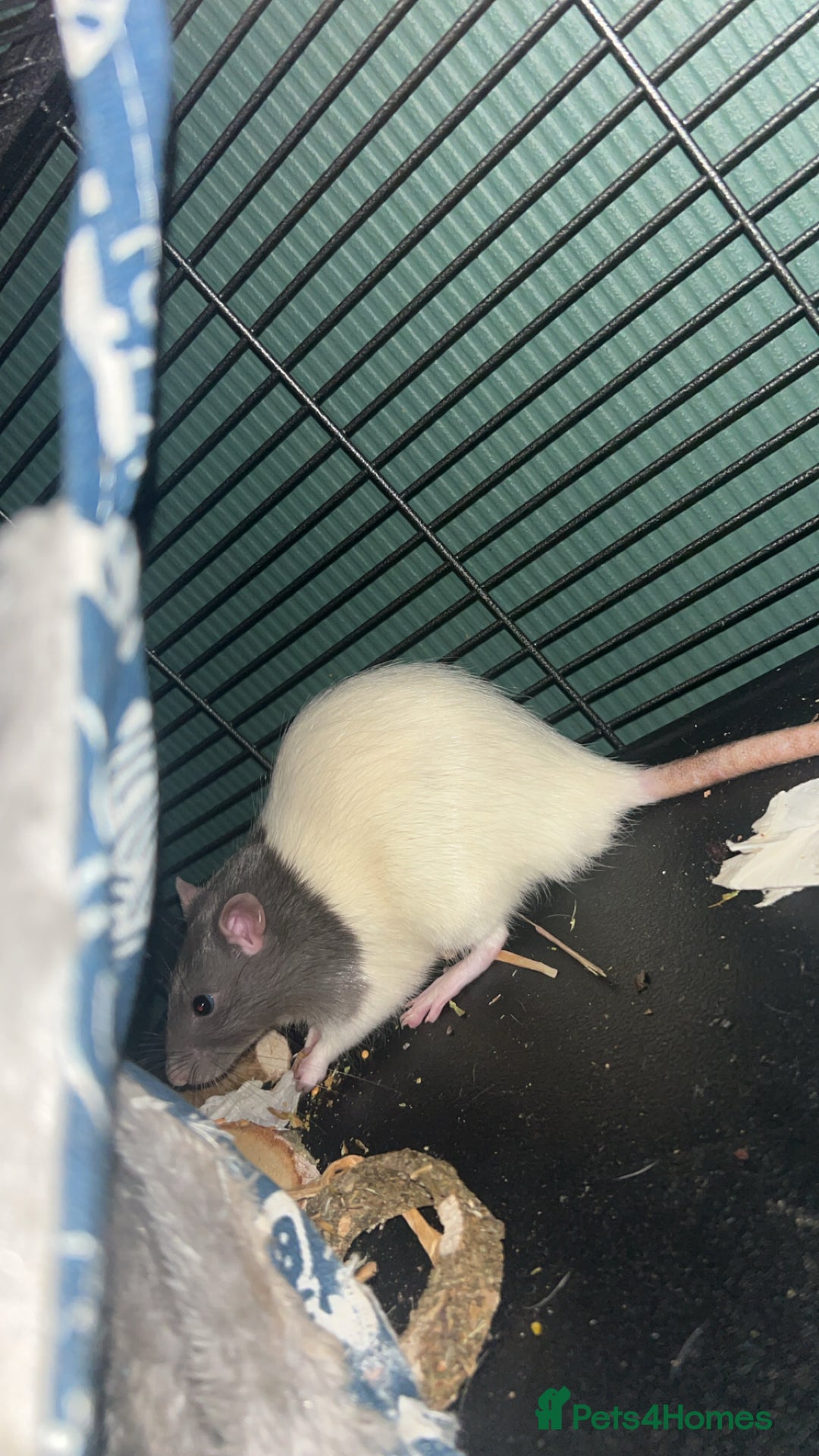 Rat rodents for sale: 2 male rats  - Advert 2