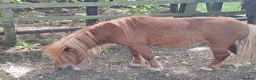 Shetland pony horses for sale: Shetland ponies in Carlisle - Advert 2