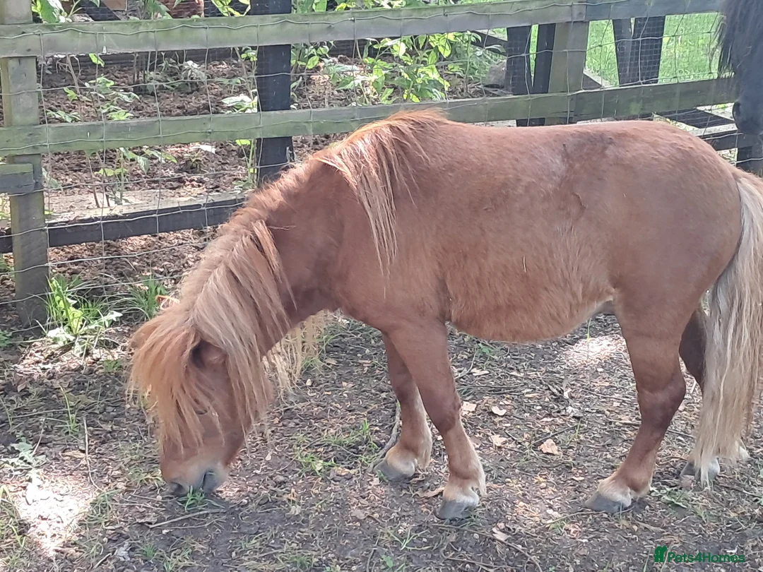 Shetland pony horses for sale: Shetland ponies in Carlisle - Advert 2