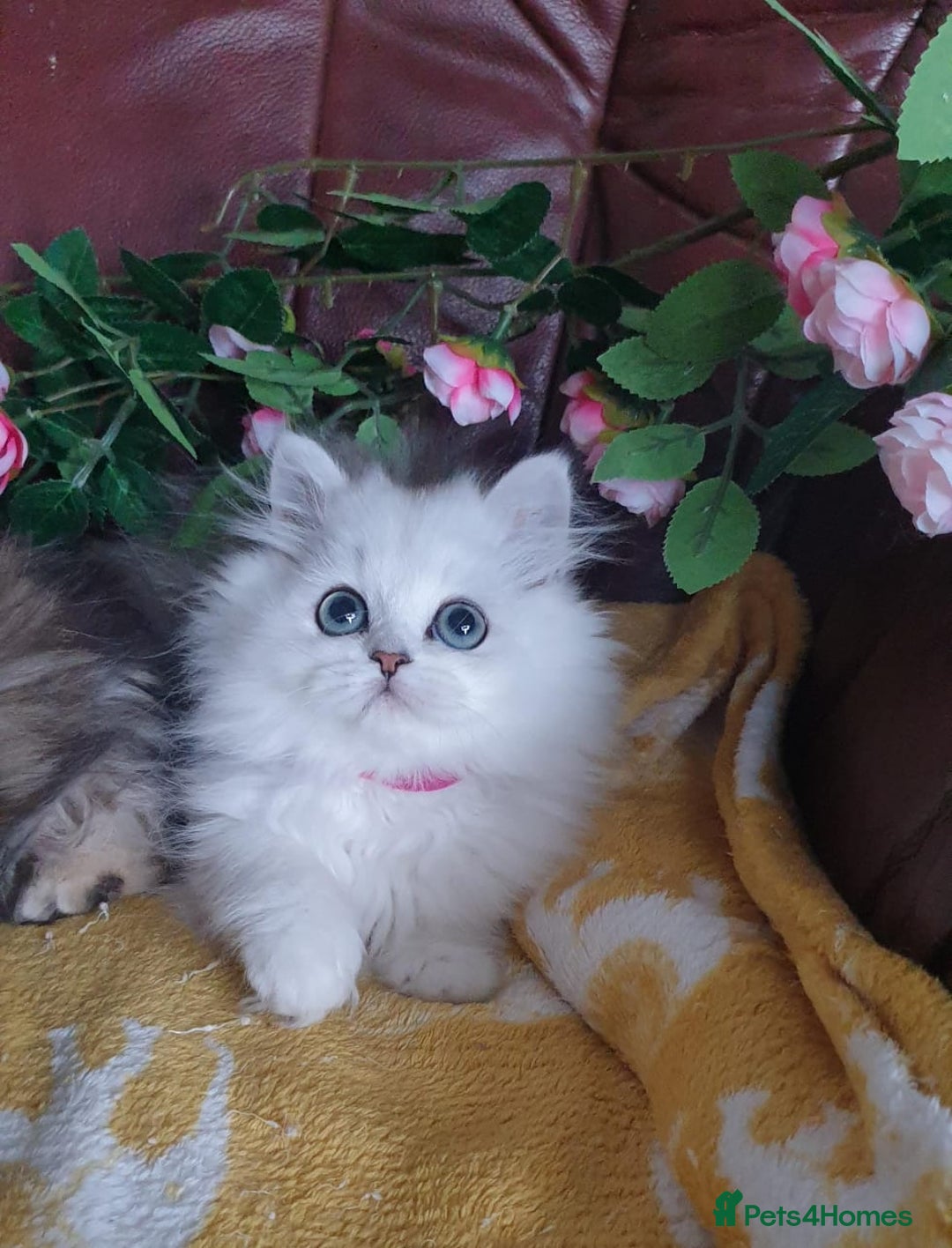 Persian cats for sale: 🌟Beautiful Pedigree Chinchilla Persian Kitten🌟 - Image 15