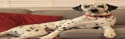 Dalmatian dogs for sale: Experienced Dog Owner needed for Arsha - Advert 3