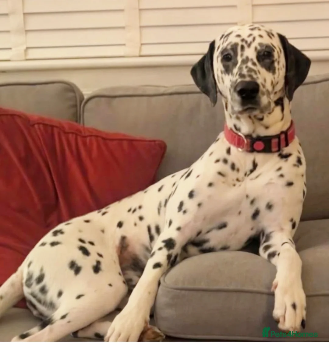 Dalmatian dogs for sale: Experienced Dog Owner needed for Arsha - Advert 3
