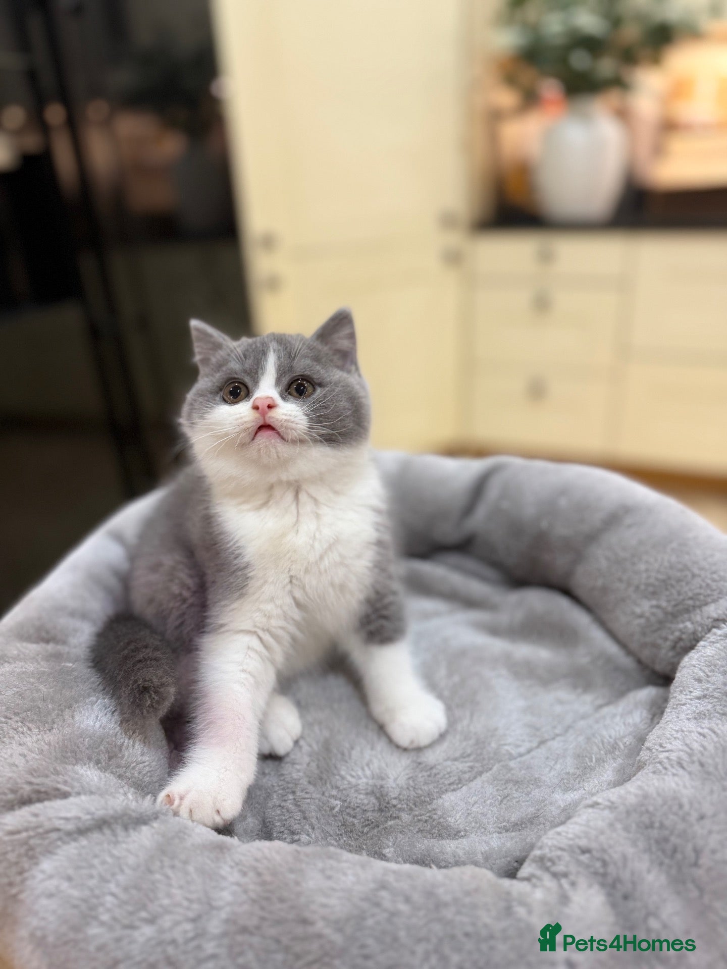 British Shorthair cats FULL PEDIGREE REGISTERED BSH  - Advert 1