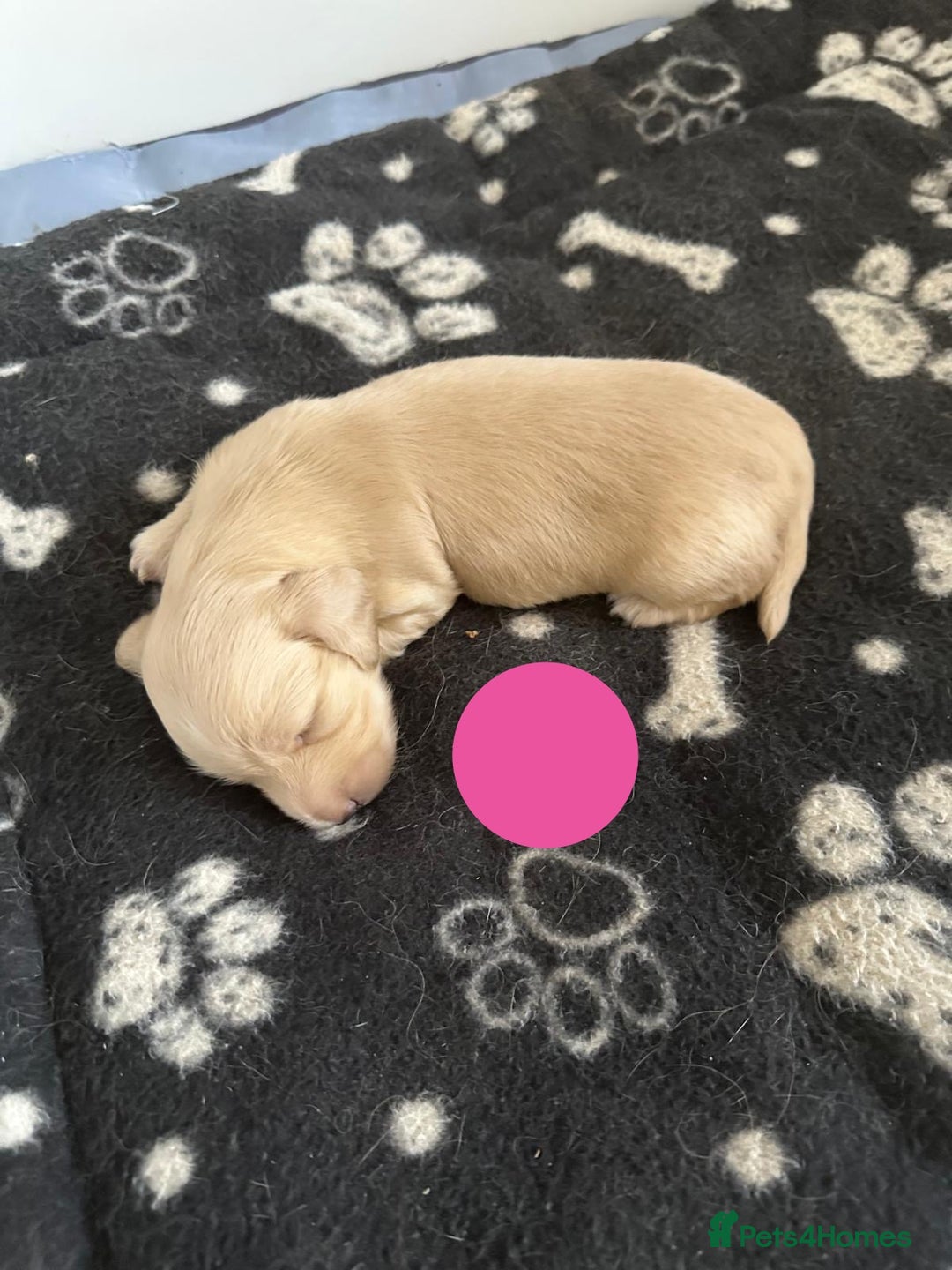 Dachshund dogs for sale: KC Reg Miniature English Cream Dachshund Puppies - Image 5