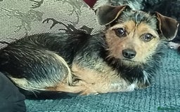Dachshund dogs for sale: Jackshound puppies  - Image 9