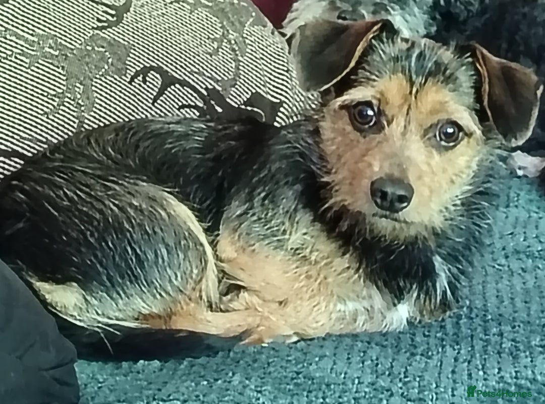 Dachshund dogs for sale: Jackshound puppies  - Image 9