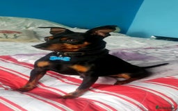 Miniature Pinscher dogs for stud: Male mini pinscher available for stud - Image 3