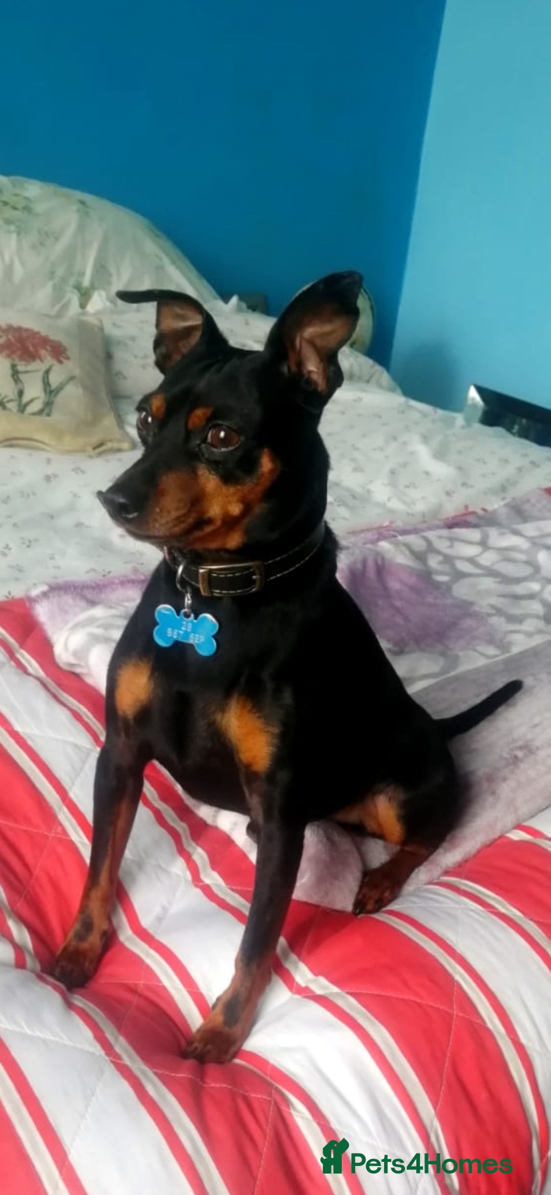 Miniature Pinscher dogs for stud: Male mini pinscher available for stud - Image 3