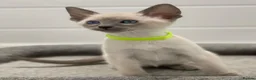 Siamese cats for sale: GCCF Registered Traditional Siamese Kittens.  - Advert 26